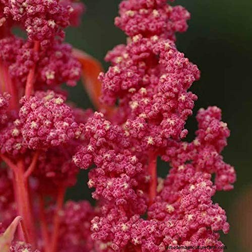 7 Ancient Grains That Double as Stunning Border Plants – Beauty Meets Nutrition