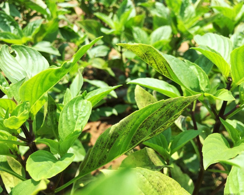 How to Spot and Stop Basil Downy Mildew Before It Wrecks Your Harvest