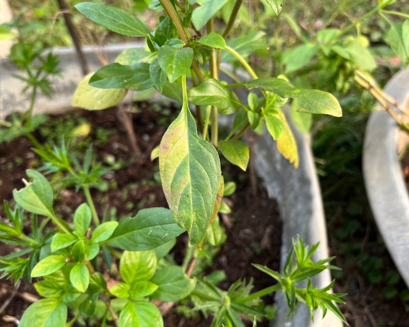 How to Spot and Stop Basil Downy Mildew Before It Wrecks Your Harvest