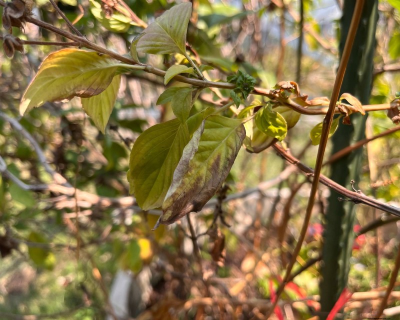How to Spot and Stop Basil Downy Mildew Before It Wrecks Your Harvest