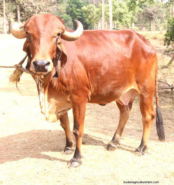 Gir Cow Prices & Availability Across India: 2025‑2026 Guide