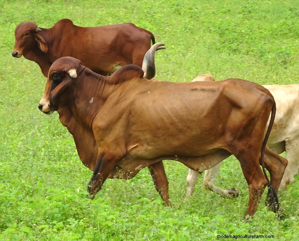 Gir Cow A2 Ghee: Premium Vedic Bilona Ghee for Health & Wellness