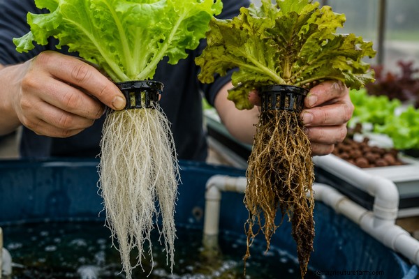 Aquaponics Plant Growth Troubleshooting: Identify & Fix Common Issues