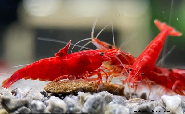 A Proven Guide to Raising Shrimp in Aquaponics: Species, System Design, and Best Practices
