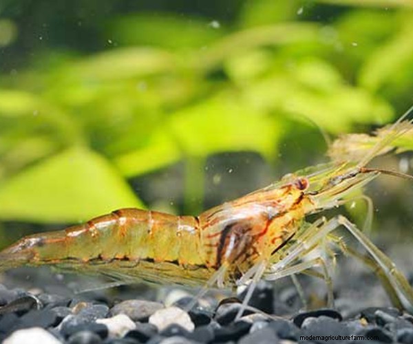A Proven Guide to Raising Shrimp in Aquaponics: Species, System Design, and Best Practices