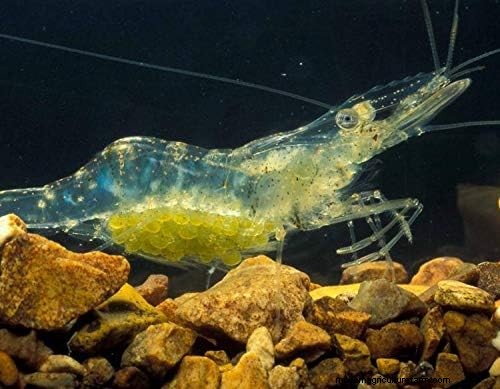 A Proven Guide to Raising Shrimp in Aquaponics: Species, System Design, and Best Practices