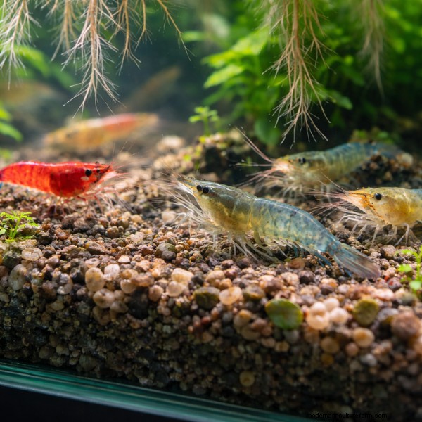 A Proven Guide to Raising Shrimp in Aquaponics: Species, System Design, and Best Practices