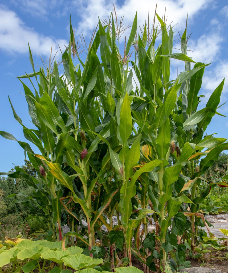 Compact Corn Varieties Perfect for Small Gardens and Containers