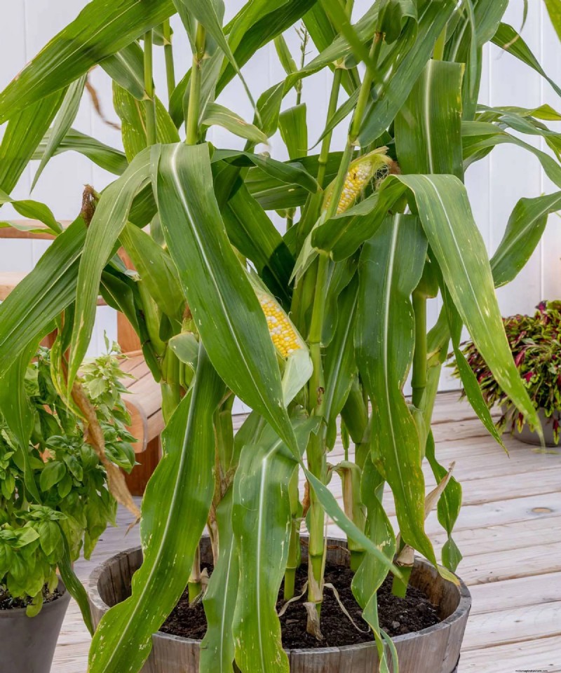 Compact Corn Varieties Perfect for Small Gardens and Containers