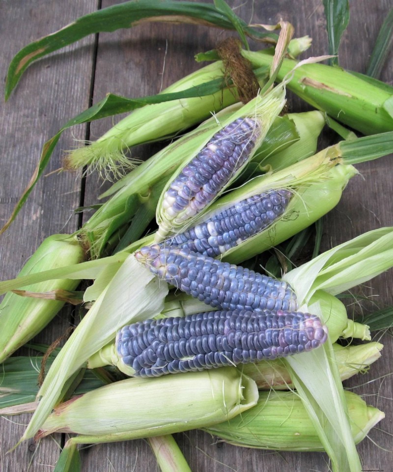 Compact Corn Varieties Perfect for Small Gardens and Containers