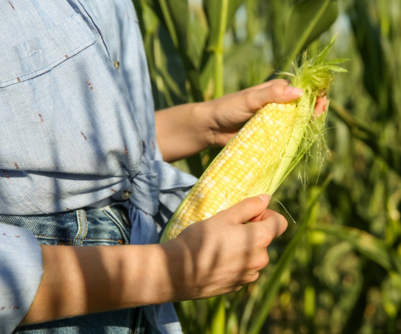 Compact Corn Varieties Perfect for Small Gardens and Containers