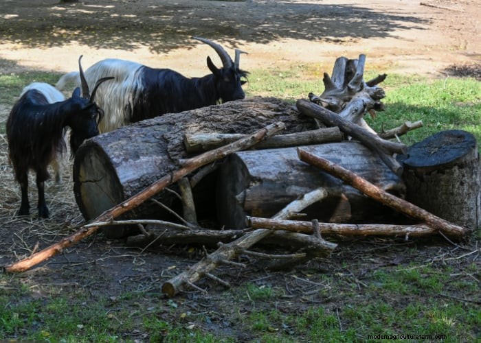 9 Proven Strategies to Protect Trees from Goat Browsing