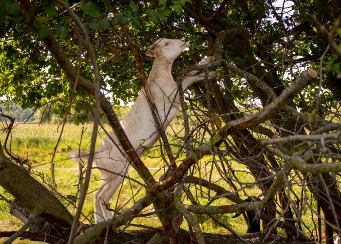 9 Proven Strategies to Protect Trees from Goat Browsing