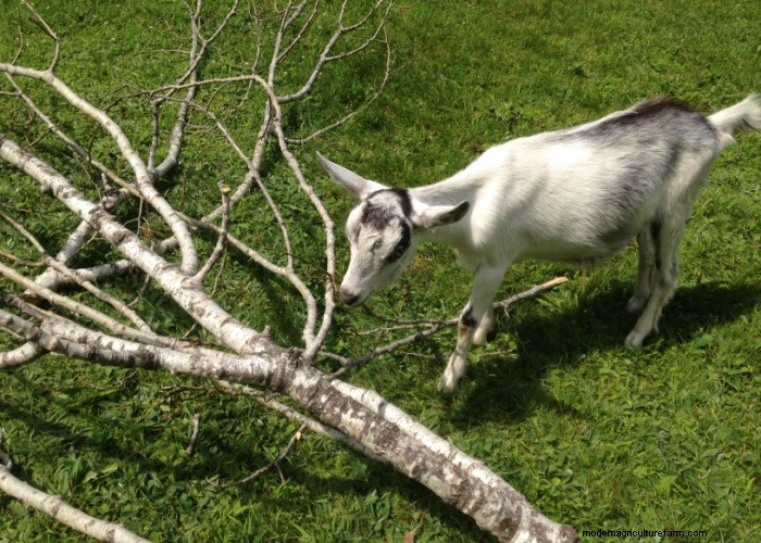 9 Proven Strategies to Protect Trees from Goat Browsing