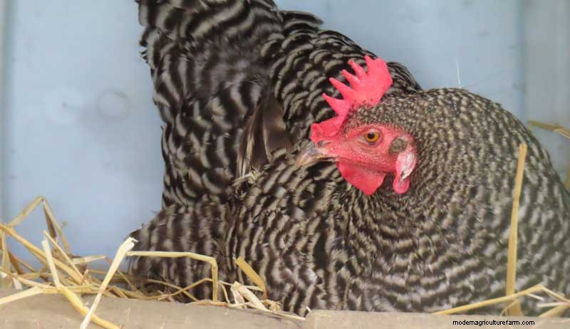 Comprehensive Guide to Cleaning Your Chicken Coop for a Healthier Flock