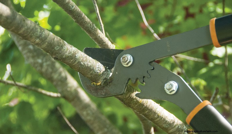 How to Prune Fruit Trees to Restore an Old Orchard