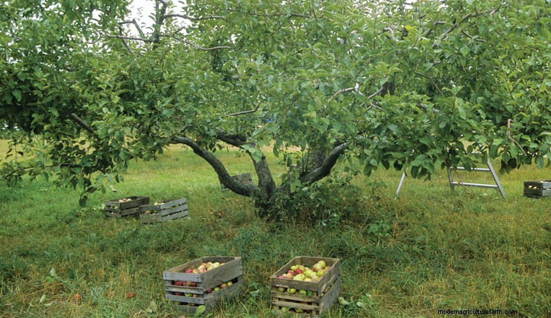 How to Prune Fruit Trees to Restore an Old Orchard