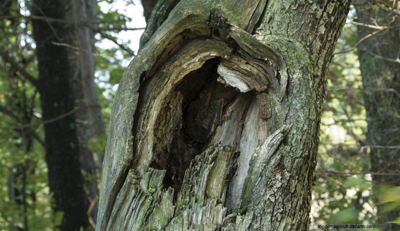 How to Prune Fruit Trees to Restore an Old Orchard