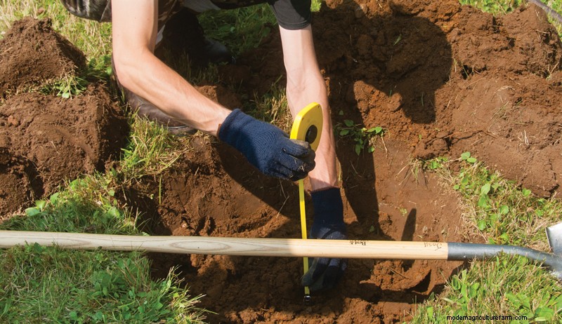 How to Plant an Orchard: Expert Tips for Fruit & Nut Trees