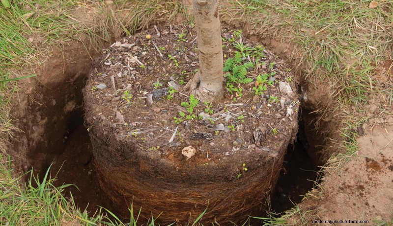 How to Plant an Orchard: Expert Tips for Fruit & Nut Trees
