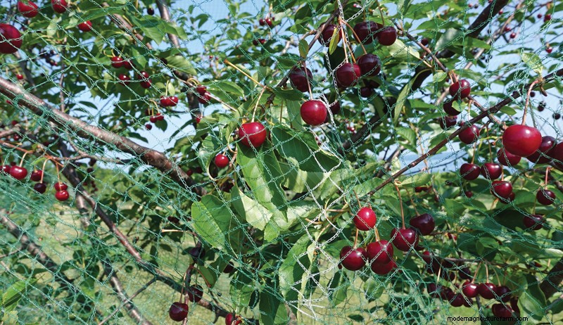 How to Plant an Orchard: Expert Tips for Fruit & Nut Trees