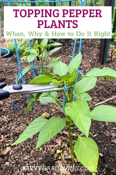Topping Pepper Plants: Timing, Benefits, and Expert Techniques