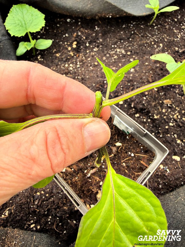 Topping Pepper Plants: Timing, Benefits, and Expert Techniques