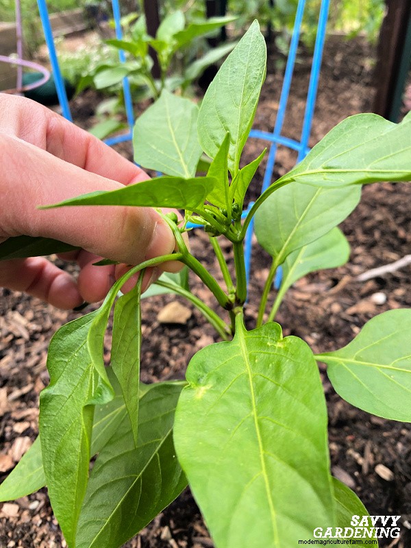Topping Pepper Plants: Timing, Benefits, and Expert Techniques