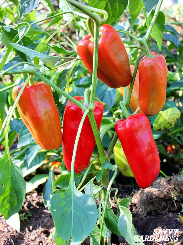 Topping Pepper Plants: Timing, Benefits, and Expert Techniques