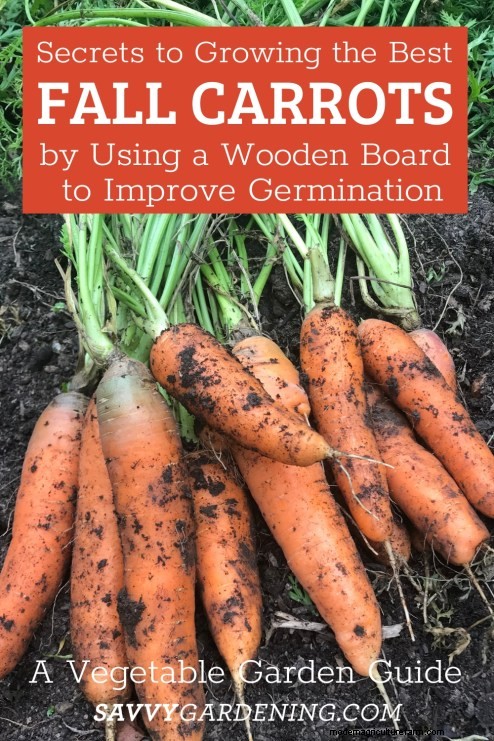 Optimal Timing for Fall Carrots & the Simple Wooden Board Trick That Boosts Your Yield