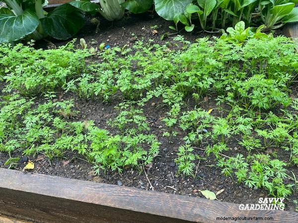 Optimal Timing for Fall Carrots & the Simple Wooden Board Trick That Boosts Your Yield