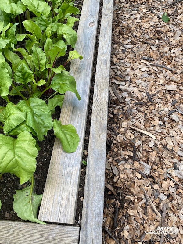 Optimal Timing for Fall Carrots & the Simple Wooden Board Trick That Boosts Your Yield