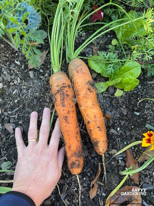 Optimal Timing for Fall Carrots & the Simple Wooden Board Trick That Boosts Your Yield