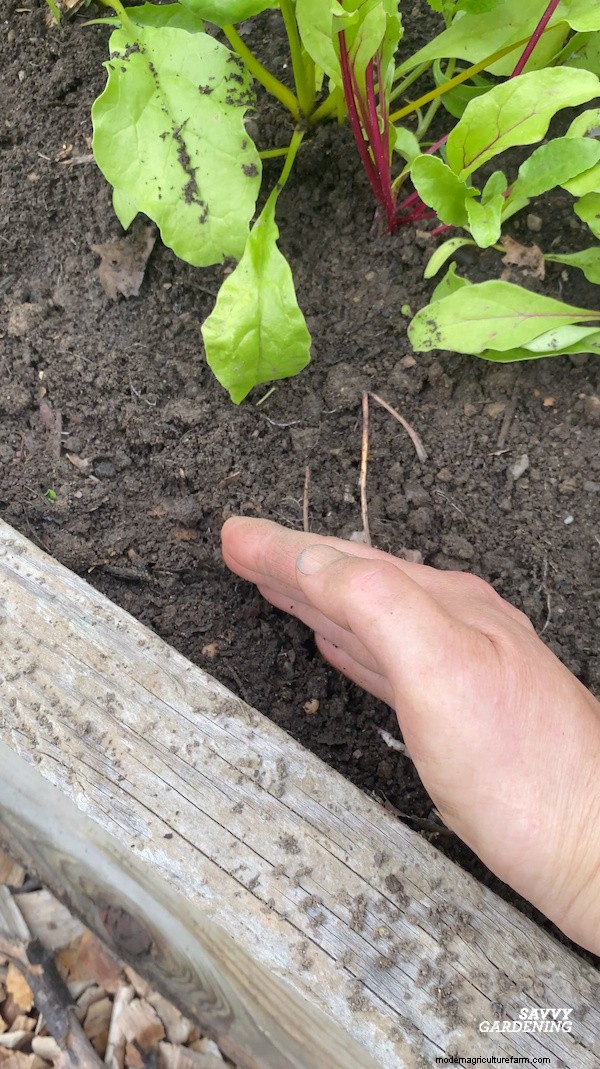 Optimal Timing for Fall Carrots & the Simple Wooden Board Trick That Boosts Your Yield