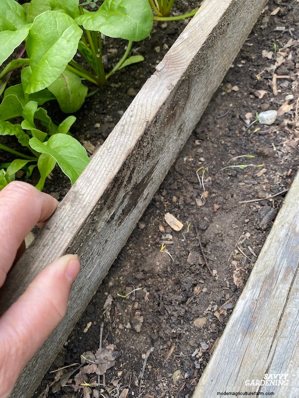 Optimal Timing for Fall Carrots & the Simple Wooden Board Trick That Boosts Your Yield