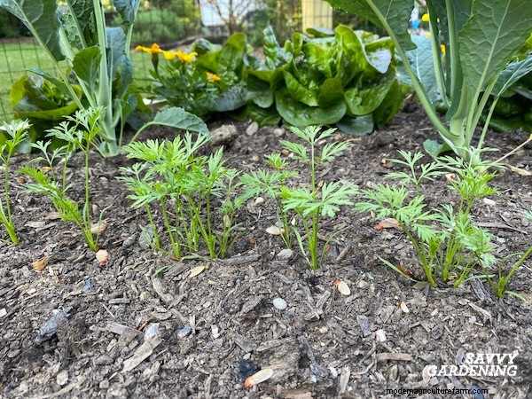 Optimal Timing for Fall Carrots & the Simple Wooden Board Trick That Boosts Your Yield