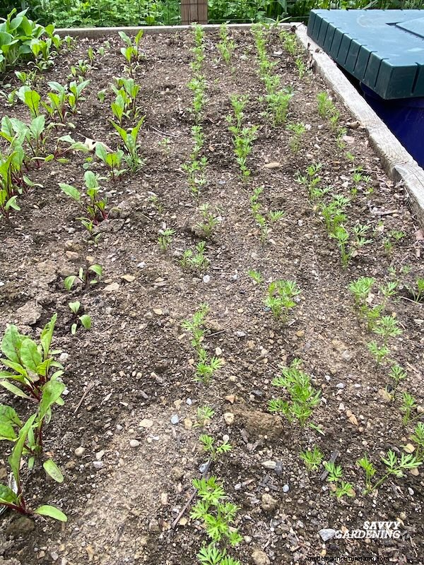 Optimal Timing for Fall Carrots & the Simple Wooden Board Trick That Boosts Your Yield