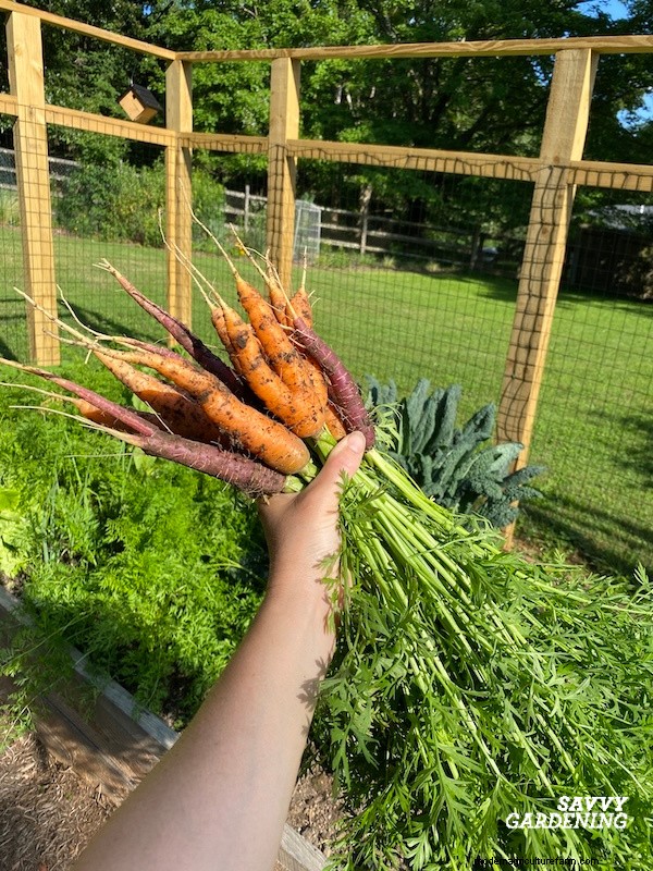 Optimal Timing for Fall Carrots & the Simple Wooden Board Trick That Boosts Your Yield