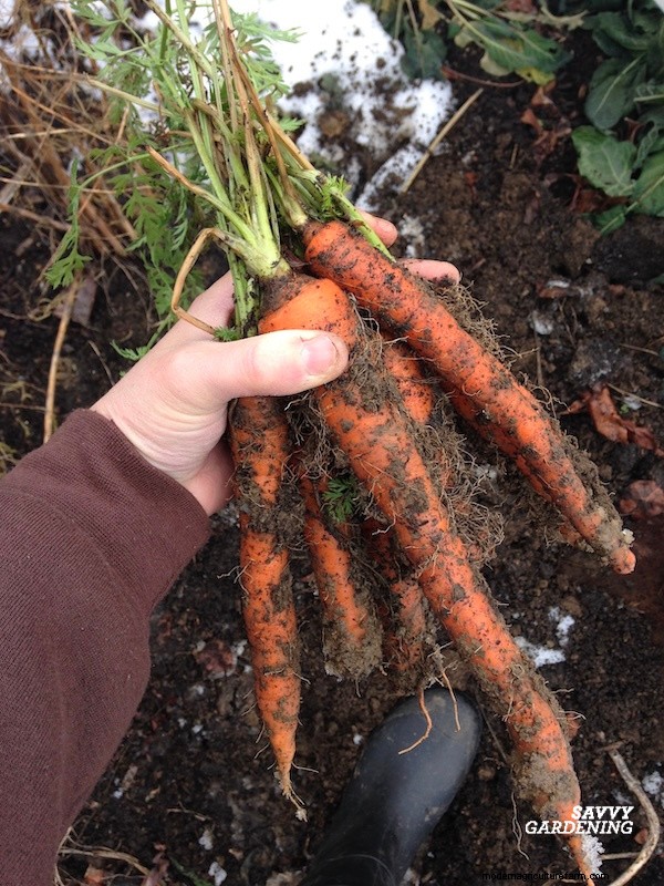 Optimal Timing for Fall Carrots & the Simple Wooden Board Trick That Boosts Your Yield