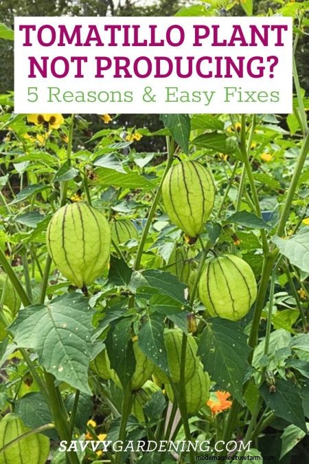 Why Your Tomatillo Plant Isn t Bearing Fruit – 5 Proven Fixes