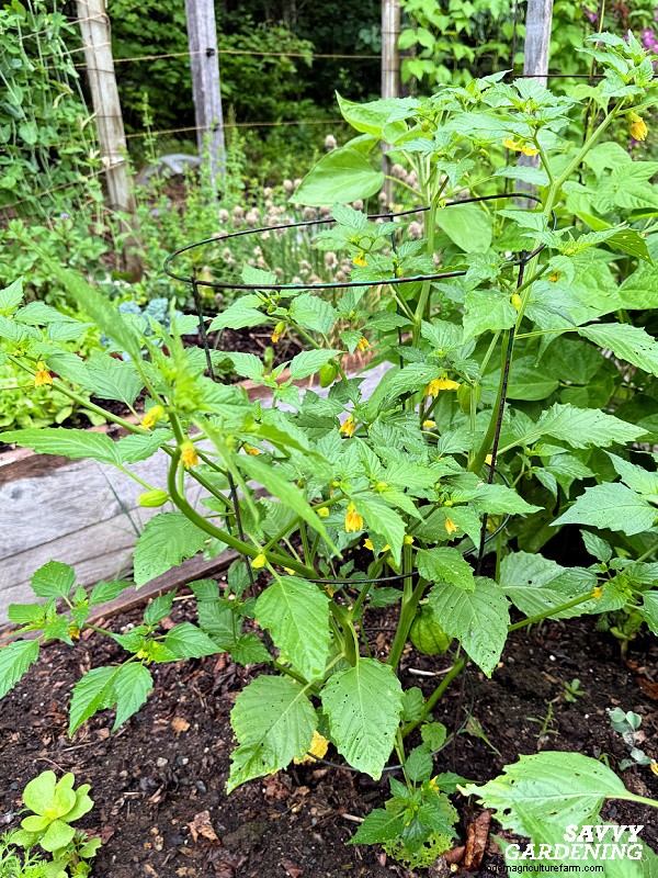 Why Your Tomatillo Plant Isn t Bearing Fruit – 5 Proven Fixes