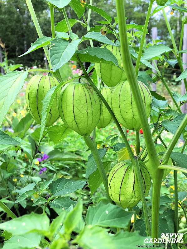 Why Your Tomatillo Plant Isn t Bearing Fruit – 5 Proven Fixes