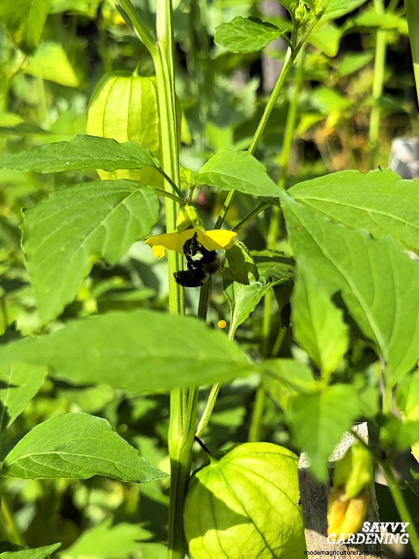 Why Your Tomatillo Plant Isn t Bearing Fruit – 5 Proven Fixes