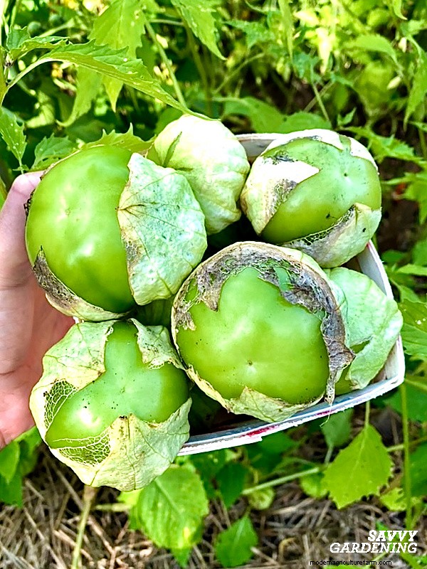 Why Your Tomatillo Plant Isn t Bearing Fruit – 5 Proven Fixes