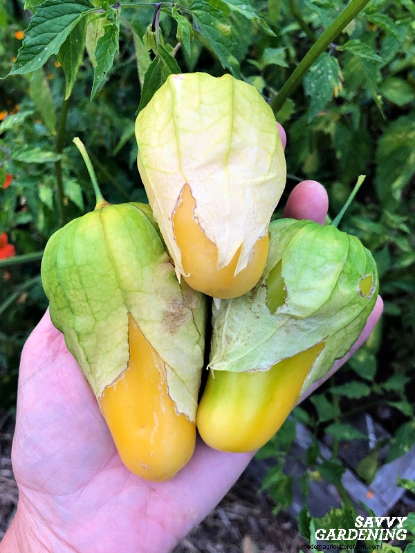 Why Your Tomatillo Plant Isn t Bearing Fruit – 5 Proven Fixes