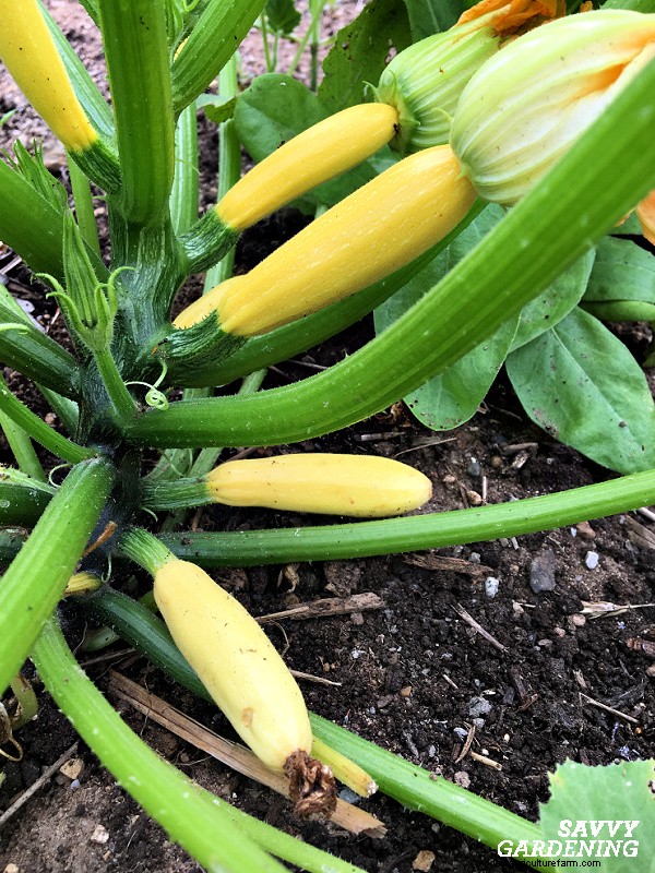 Why Your Zucchini Plant Isn’t Fruiting – Proven Fixes for Common Issues