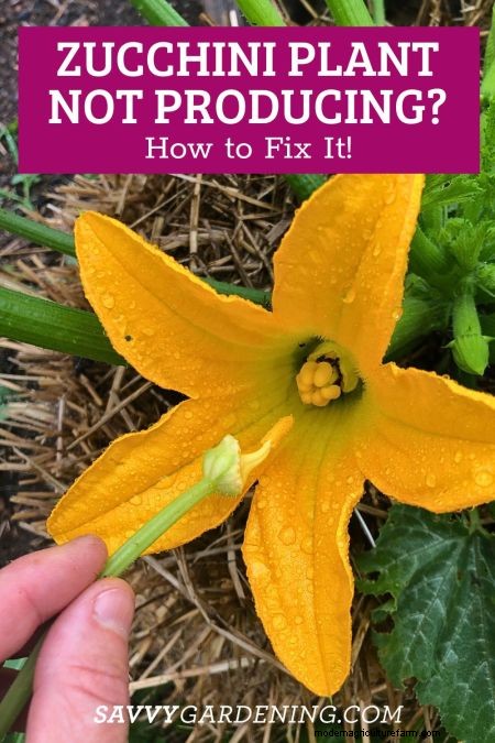 Why Your Zucchini Plant Isn’t Fruiting – Proven Fixes for Common Issues