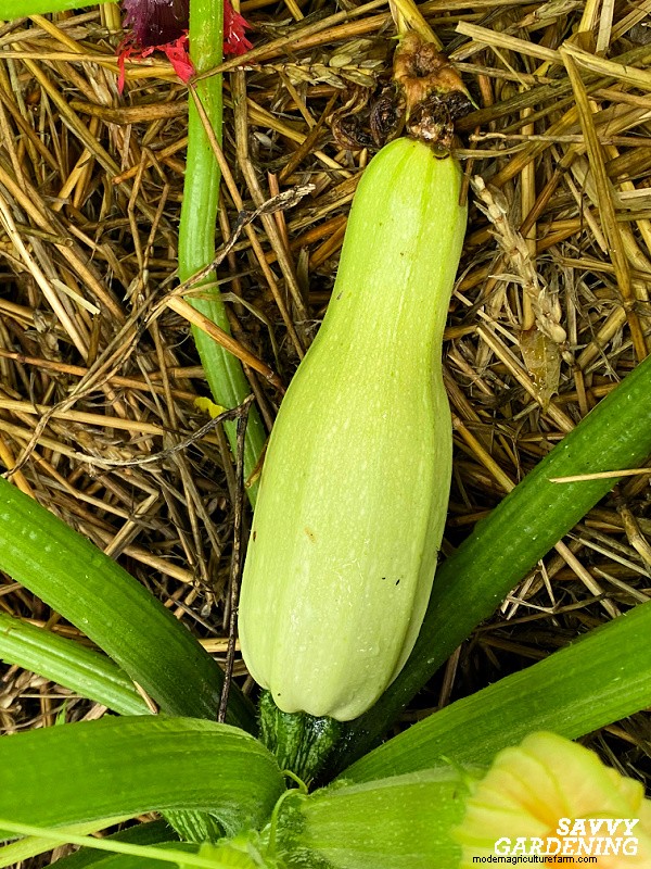 Why Your Zucchini Plant Isn’t Fruiting – Proven Fixes for Common Issues
