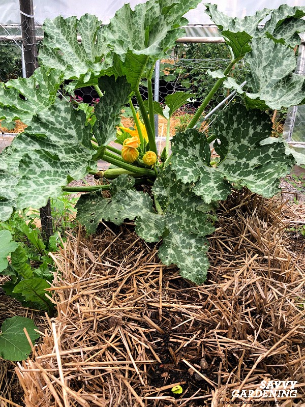 Why Your Zucchini Plant Isn’t Fruiting – Proven Fixes for Common Issues