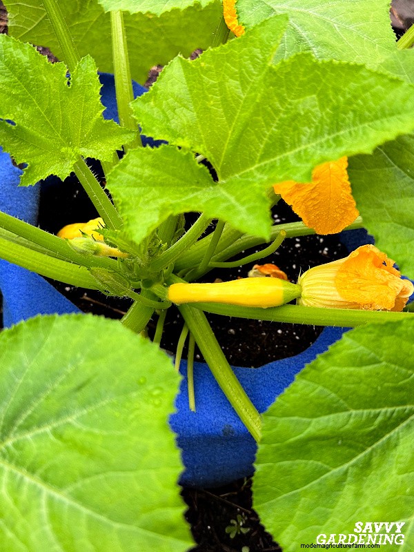 Why Your Zucchini Plant Isn’t Fruiting – Proven Fixes for Common Issues